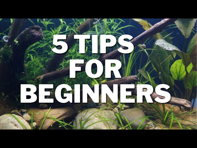 5 Tips For Beginners I wish I knew When I Started!