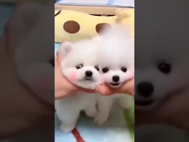 🤣 FUNNY DOGS 🐶 Pomeranian TOP SHORTS CUTEST SUPER PETS ANIMALS | WILL MAKE YOUR DAY SO MUCH BETTER