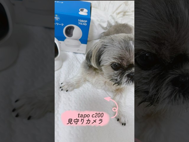 【可愛い犬 シーズー】買ってよかったもの4つ📸