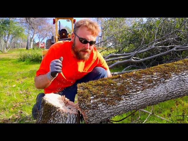 Gotta Cut Some Trees To Plant An Orchard | Building A Homestead