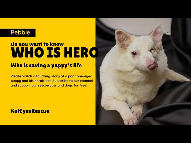 Pebbles the Hero: A Rescue Puppy Saves a Life with a Blood Donation!