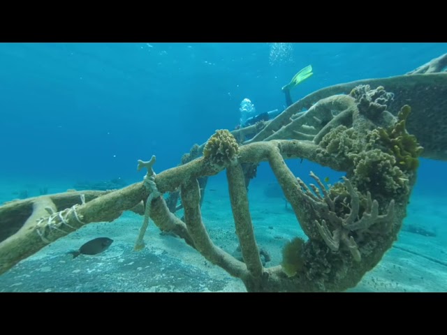 3D VR Zoe - A Living Sea Sculpture team at work