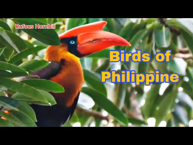 Birds of Philippine || With English names