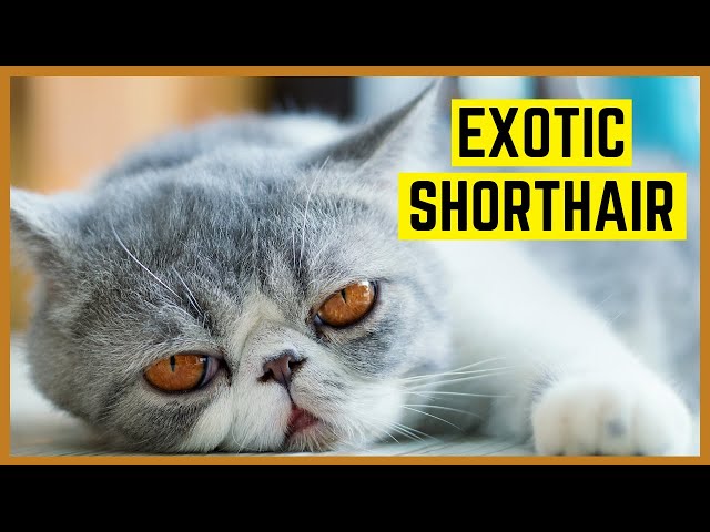 EXOTISCH KURZHAAR KATZE | Exotic Shorthair - Charakter, Haltung, Eigenheiten