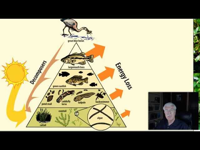 Aquatic Food Chain - L5.6