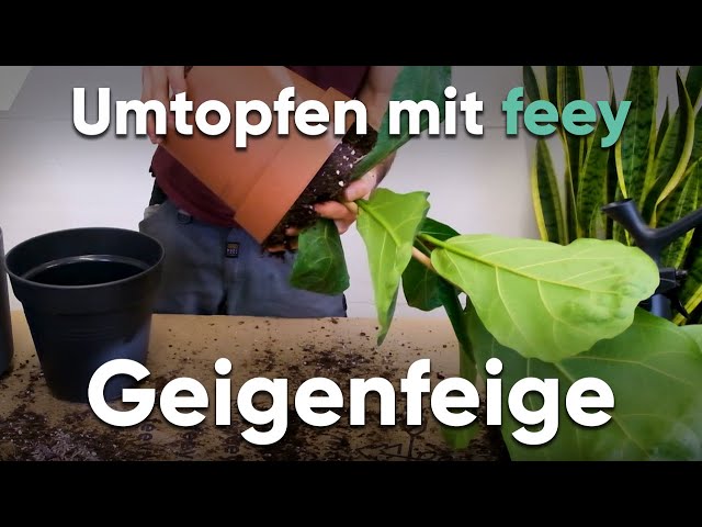 Wie topfe ich eine Geigenfeige um? - Umtopfen mit feey