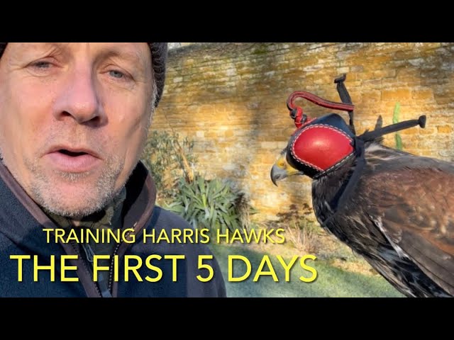 Pt.3 HOW TO TRAIN A HARRIS HAWK; the first five days