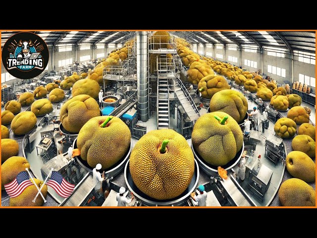 Shocking Thai Jackfruit Harvest - How Thailand Grows and Prepares Street Food | Processing Factory