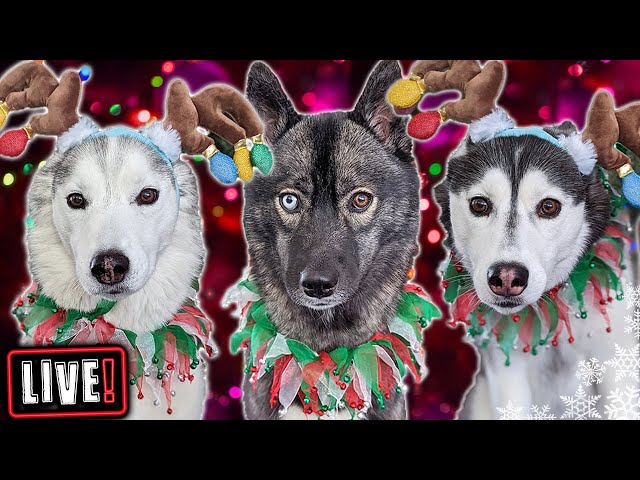 My Dogs Open Gifts LIVE! Over 650 Cards!  Annual Christmas Card Exchange