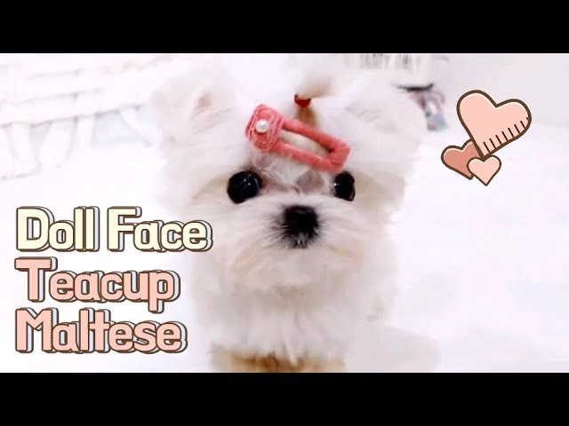 Teacup Puppy maltese puppies videos compilation - KimsKennelUS