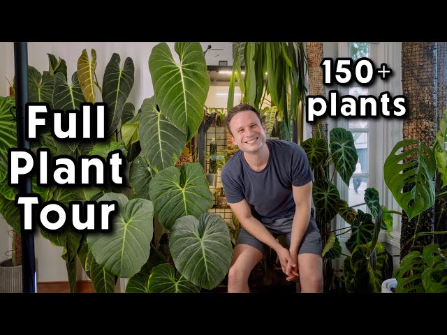 Full House & Garden Tour 2024 - every plant I grow 🪴