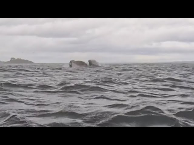 A humpback whale briefly swallows kayaker in Chilean Patagonia — and it's all captured on camera