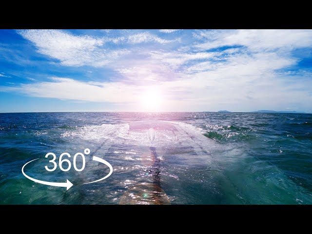 Take a 360° Dive with Manta Ray