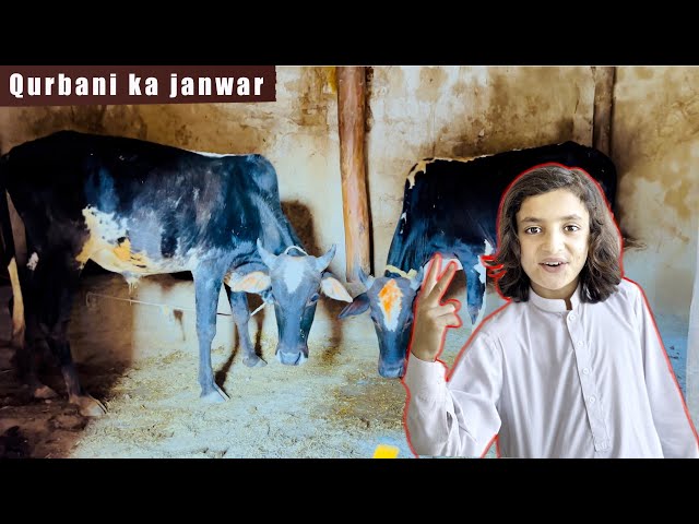 Rameez ka Qurbani | bakra eid | Eid Mubarak