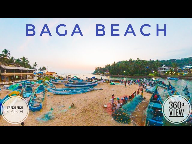 Baga beach-Goa | Fresh Fish catch  | 360⁰ view