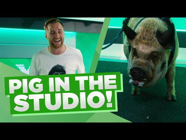 Toby is surprised by a special guest...HIS PIG 🐷🤣 | The Chris Moyles Show | Radio X