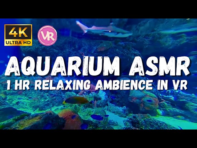 Beautiful Aquarium Underwater Sounds for Sleeping: Immerse yourself in 4K 180 VR Ambience