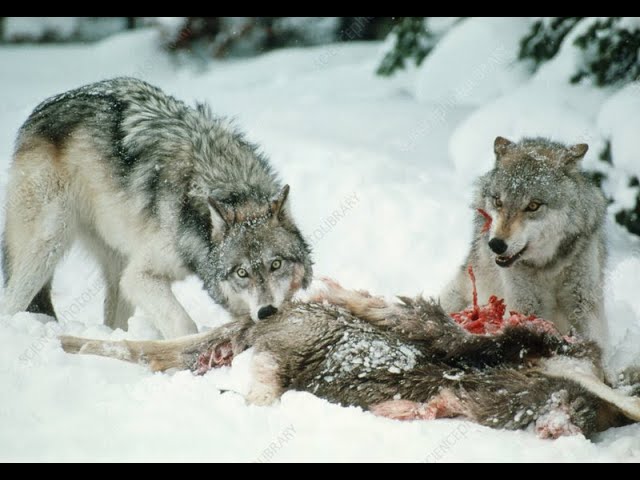 Deadly Wolves Hunting video-4k Nature(Ultra HD) | Nature's Sweet Tales.