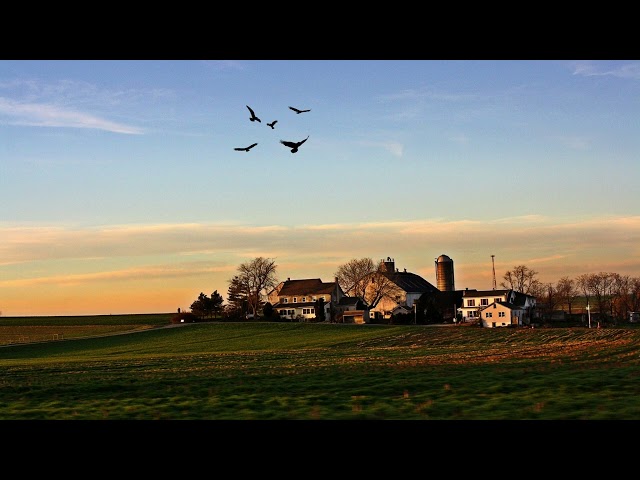 Village Ambience with Bird Sounds for Sleep, ASMR, Meditation, Study and Stress