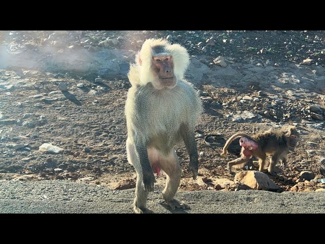 قرود الصحراء على طريق جدة- المدينة         Desert monkeys on the Jeddah-Medina road