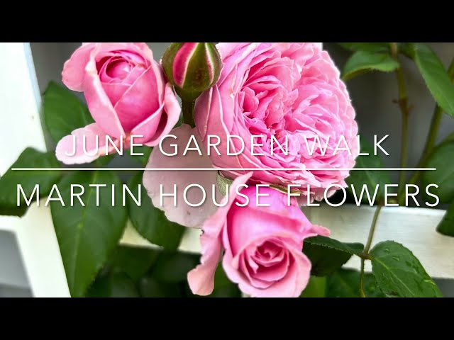 June Garden Tour - Roses, Hydrangeas, Irises & So Much is in Bloom! | Martin House Flowers