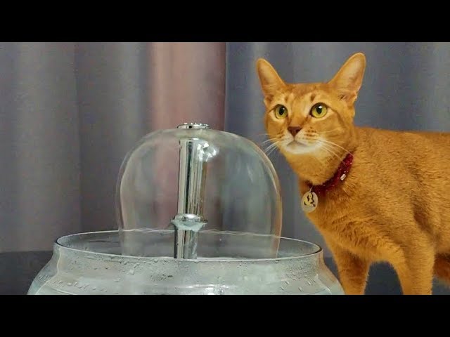 DIY Cat Water Fountain