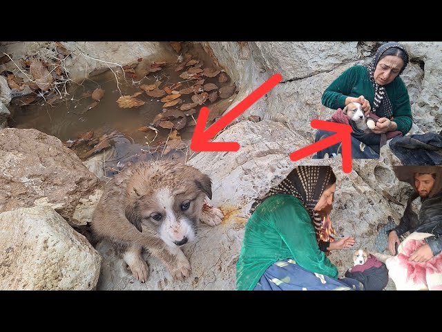 Sacrifice Nargis and save the dying puppy in the cold and water