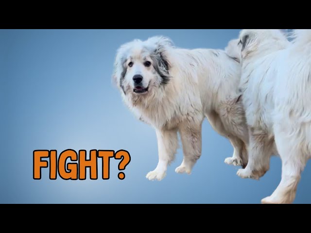 Shocking Behavior of Livestock Guardian Dogs