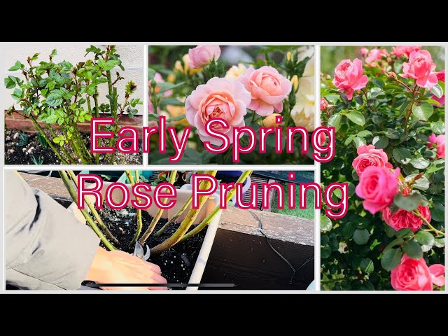 Passionate Gardener: Rose Pruning During Early Spring,Essential Tips | Mastering Rose Pruning #rose