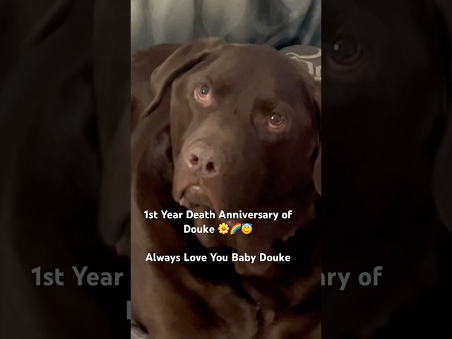 We Miss You Douke! 🌈#dog #labrador #dogs #shorts #shortsdog #pets #fypシ゚ #youtube #dogbreed