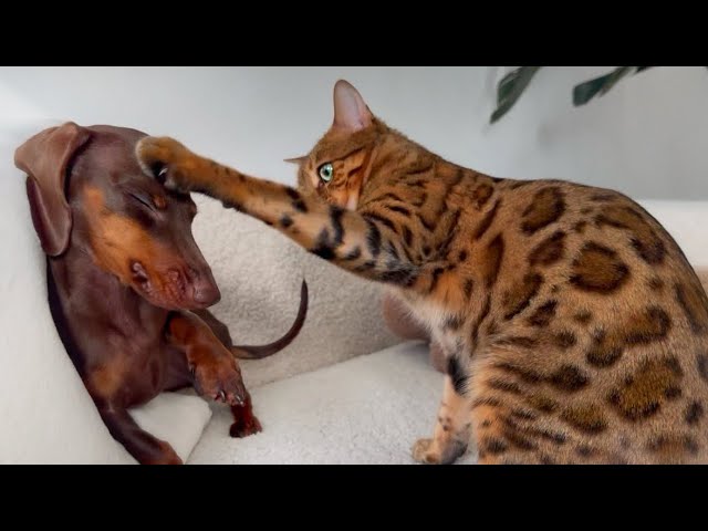 Mini Dachshund puppy and Bengal Cat playing together.