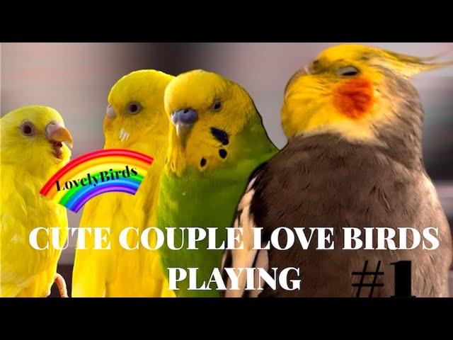 Cute lovelybirds playing. #1