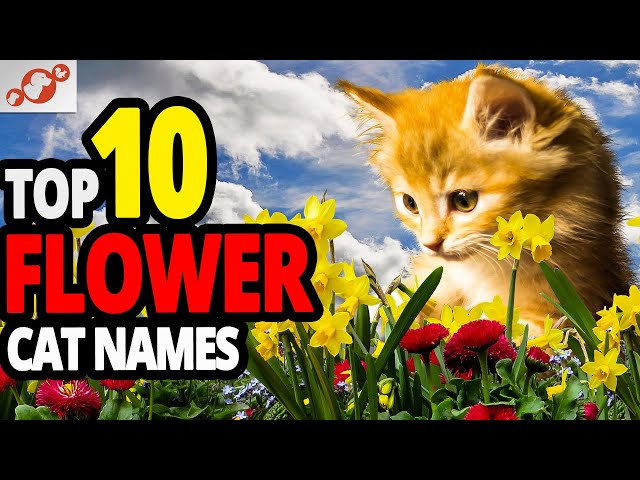 🐈 Flower Cat Name Ideas 2022 🌷 TOP 10 Flower Cat Names For Male And Female!