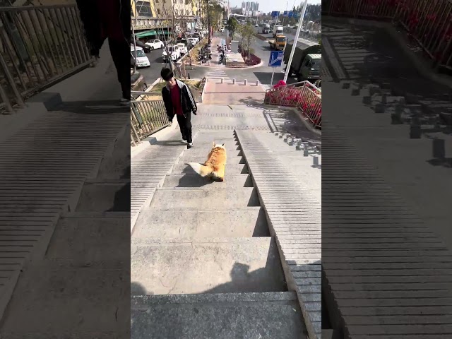 Fat Corgi 🐶😃 is heavy enough, this beautiful corgi is bent and pressed. Dog playing skateboard