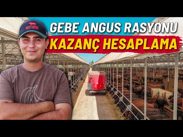 Gebe Angus Rasyonu | Kazanç Hesaplama