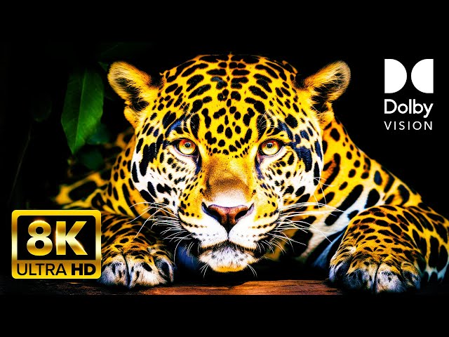 Incredible Wildlife in Stunning 8K HDR Dolby Vision – Unbelievable Colorful Animal World