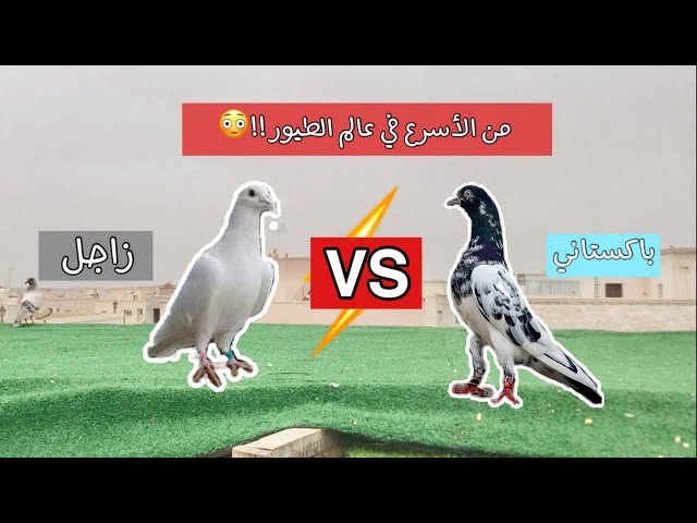 هل ممكن للحمام الزاجل ان يخسر السباق🤔 ؟😳 ضد !!