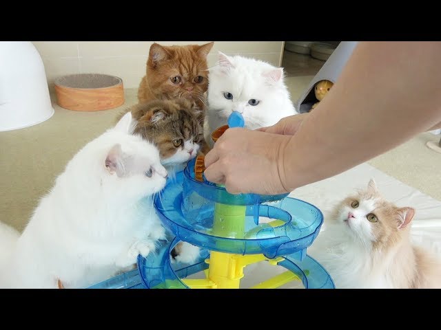 CAT WATER PARK IS OPENED! (ENG SUB)