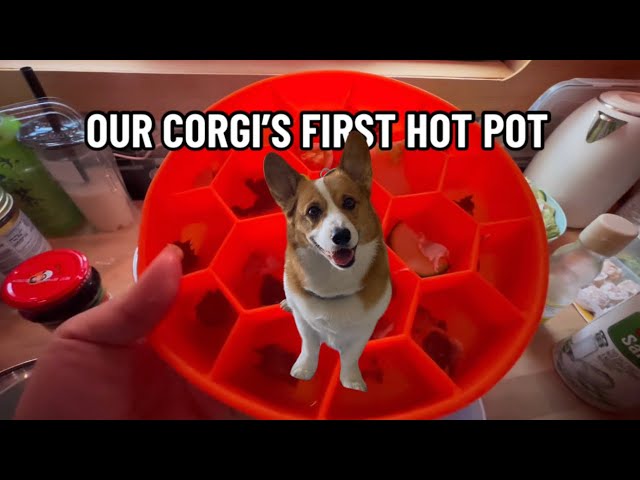 Our Corgi, Button, Tries Hot Pot For The First Time! (Yes, We Made Hot Pot in Our Van)