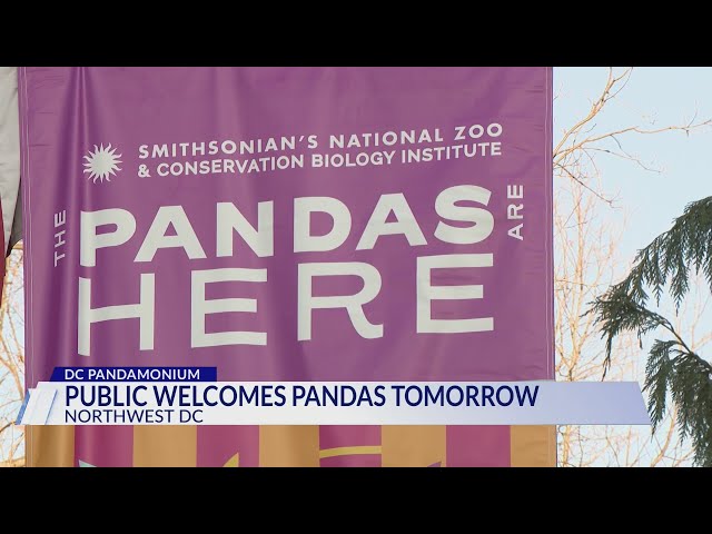 The pandas are back! What to know before visiting the bears at the National Zoo