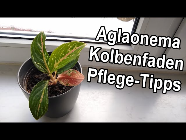 Aglaonema Kolbenfaden Pflege | Das solltest du unbedingt beachten!