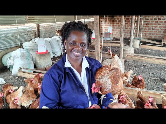 The truth about poultry farming that you must know before you start