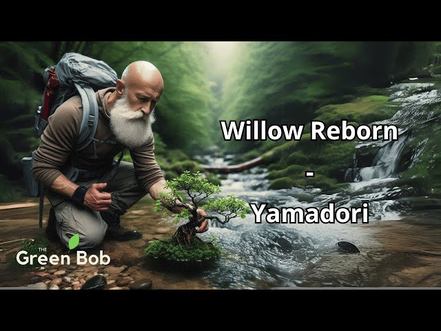 Rescuing a Washed-Up Willow: A Second Life as a Bonsai! - Yamadori