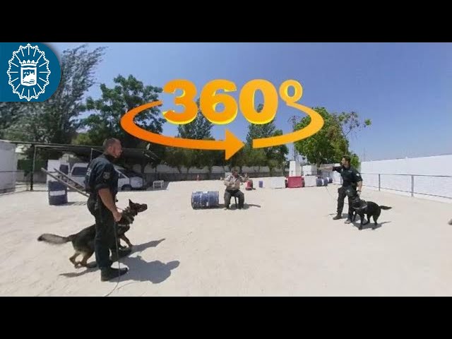 190315 - Policía Local Málaga - Entrenamiento Unidad Canina K9 GOA - 360º/VR