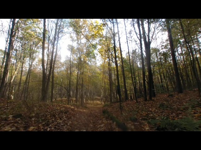 VR180 Walker's Woods October