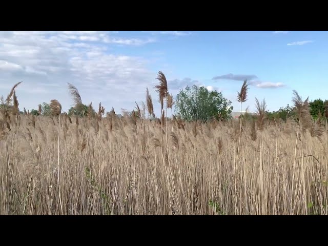 Nature sounds in Vacaresti Park, Bucharest - Romania HD explore