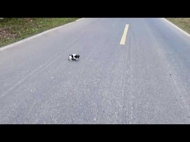 A freezing, terrified puppy was abandoned in the middle of a busy road, his eyes pleading for help!