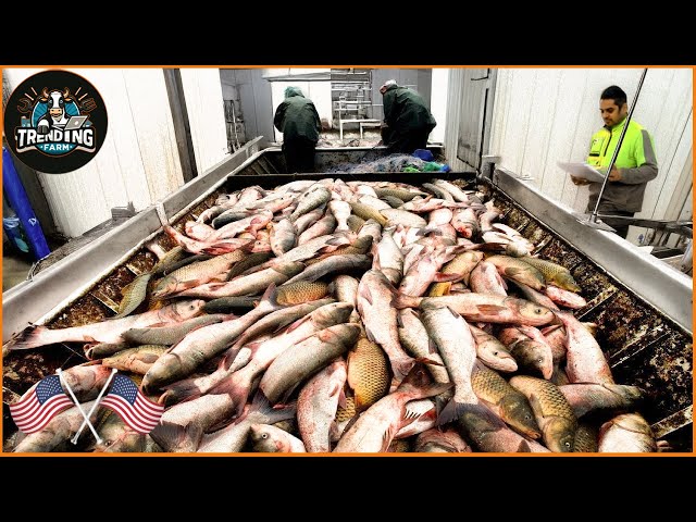 Huge Profits from Asian Carp - Asian Carp Processing Plant | Processing Factory