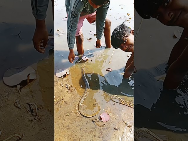 মাছ ধরছে 😯😱 #fishvideo #YouTubefishvideo #shots #youtubeshortvideo