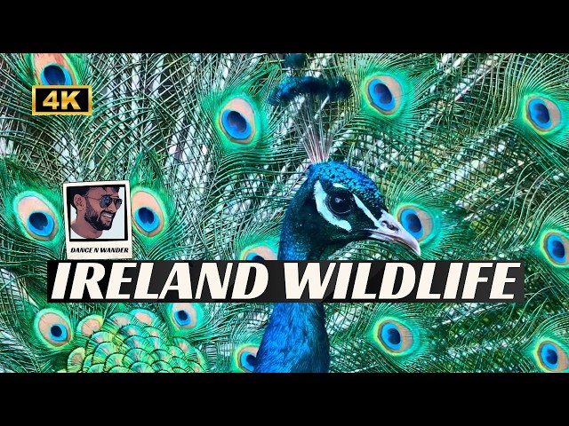 A Rare Encounter with Ireland’s Wildlife: Majestic Deer & Vibrant Peacocks